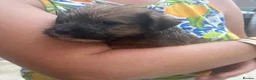 Jack Russell dogs for sale: jack russell puppies  - Advert 3