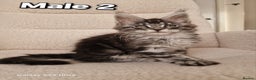 Maine Coon cats for sale: Pure Maine coon - Advert 1