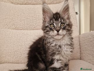 Maine Coon cats 💥 Maine coon💥 - Advert 17