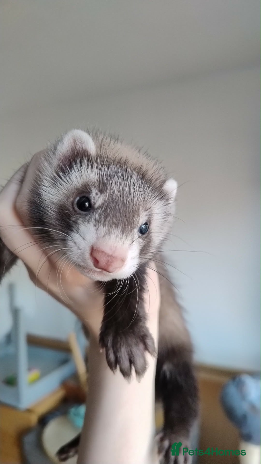 Ferret rodents Hob kits available  - Advert 21