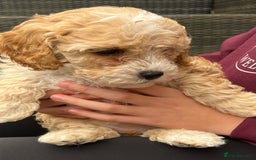 Cockapoo dogs for sale: Stunning Superb DNA Clear F1B Toy Cockapoo Pups - Image 12