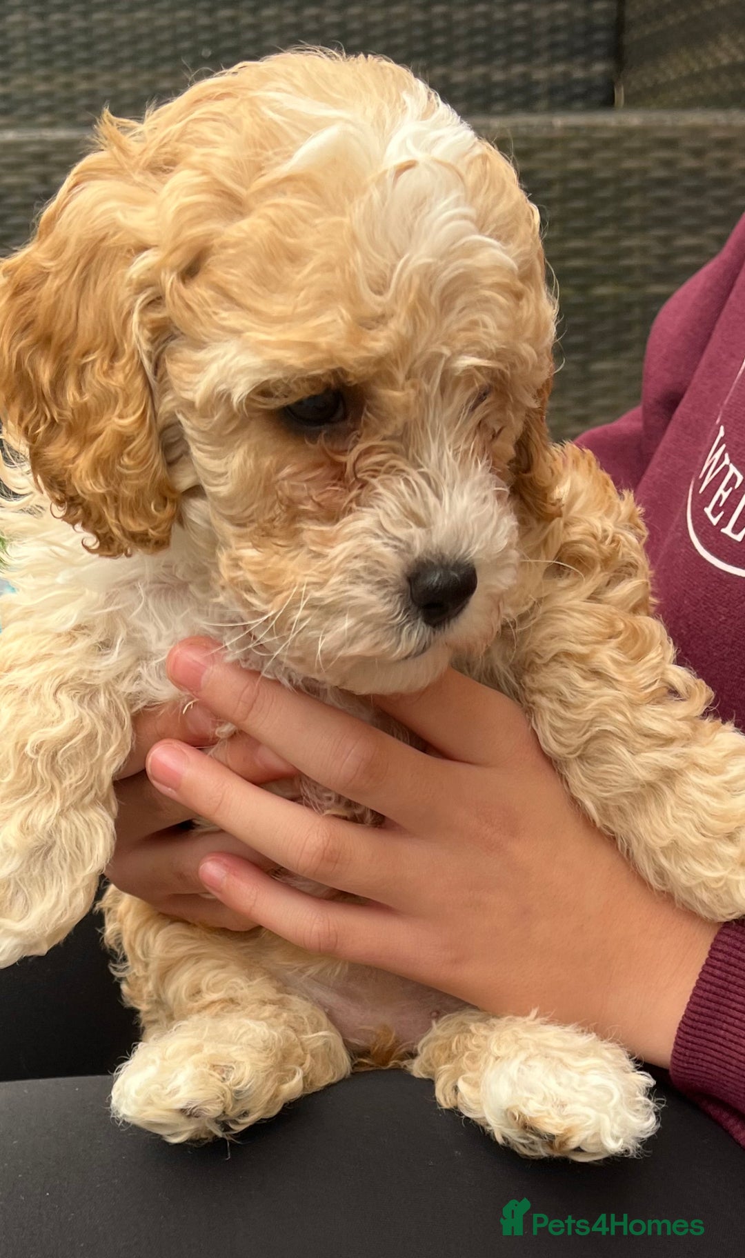 Cockapoo dogs for sale: Stunning Superb DNA Clear F1B Toy Cockapoo Pups - Image 12
