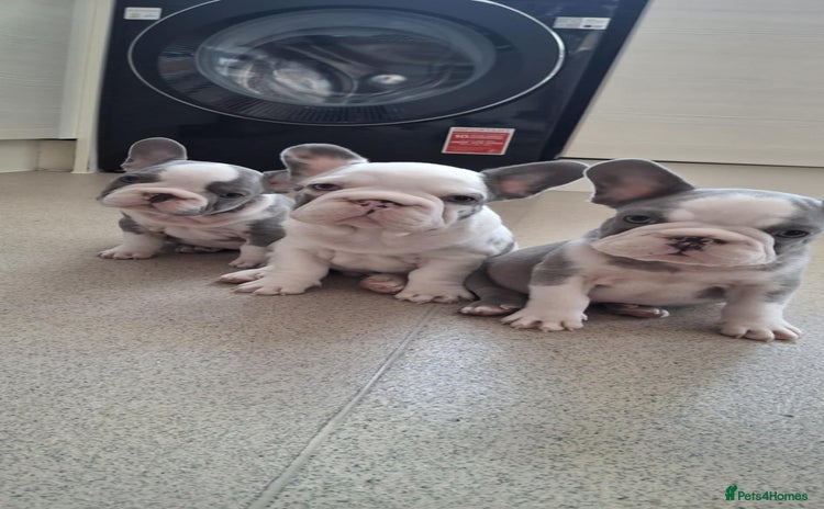 French Bulldog dogs - Advert 5