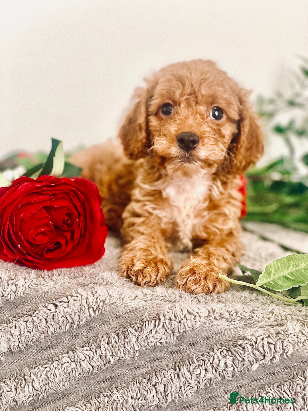 Cavapoo dogs for sale: 🐶 Beautiful F1B Cavapoo Puppies for Sale 🐶 - Image 10