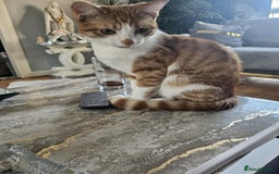 British Shorthair cats for sale: Ginger tabby cat - Image 4