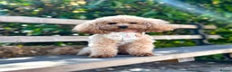 Cavapoo dogs for sale: 🌟 Premium F1bb Toy Cavapoo Puppies 🌟 - Advert 13
