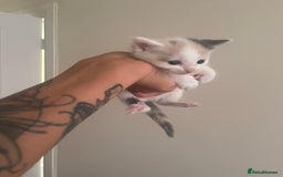 Mixed Breed cats for sale: Ragdoll cross birthed 5 babies in Paignton - Image 11