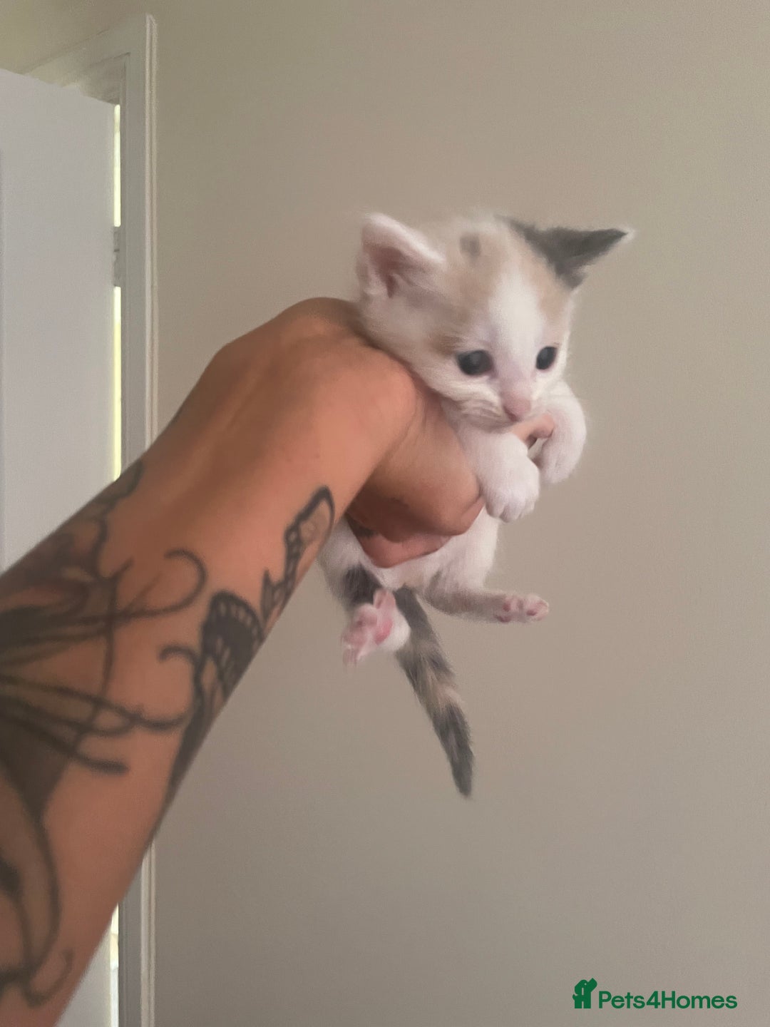 Mixed Breed cats for sale: Ragdoll cross birthed 5 babies in Paignton - Image 11