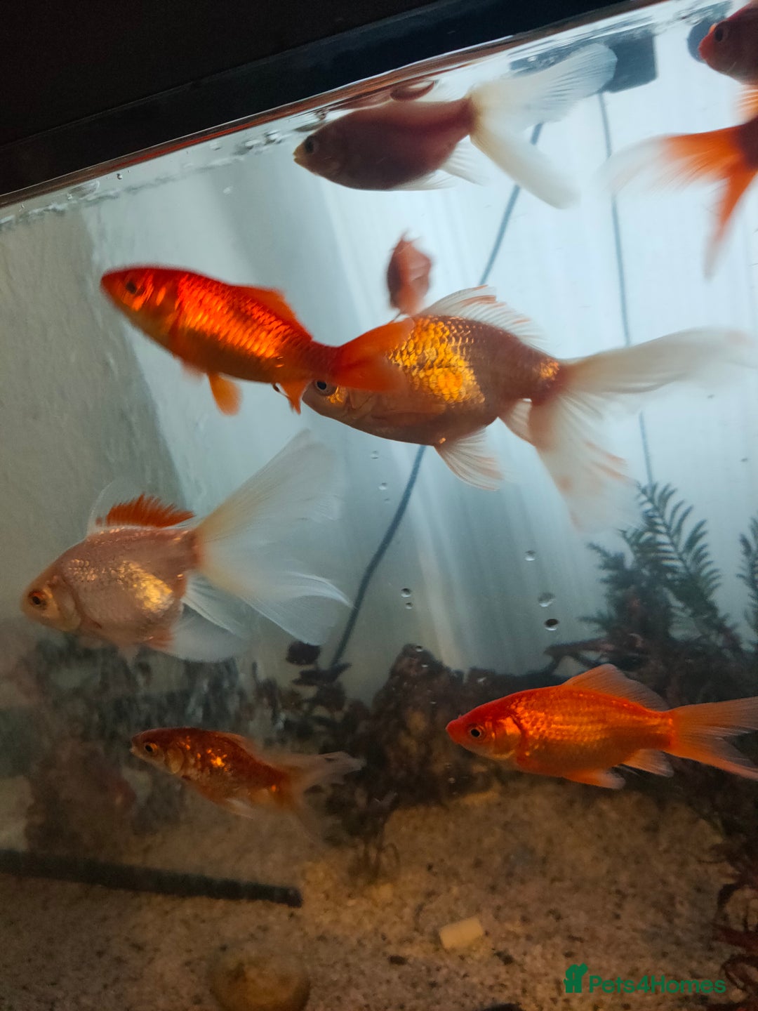 Goldfish fish for sale: Various kinds of Goldfish - Advert 3