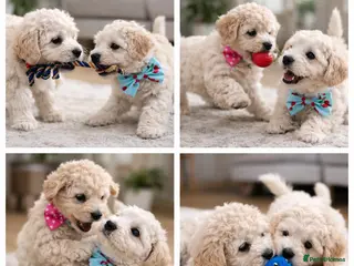 Schnoodle dogs ✨ Exceptional Toy Schnoodle Puppies Available ✨ - Advert 2