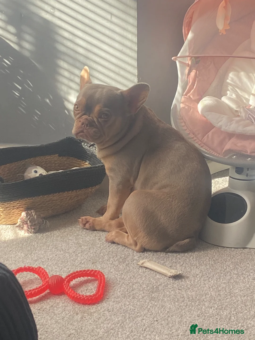 French Bulldog dogs for sale: Bambi  - Advert 4