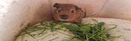 Guinea Pig rodents for sale: Teddy guinea pig - Advert 7