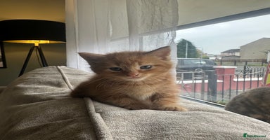 Mixed Breed cats - Advert 2