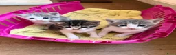 Mixed Breed cats for sale: Half persian - Advert 6