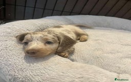 Miniature Dachshund dogs for sale: Adorable Long-Haired Miniature Dachshund Puppies! - Image 12