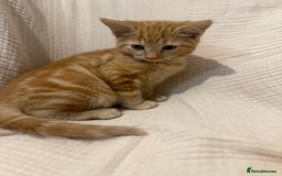Mixed Breed cats for sale: 3 little girls - Image 9