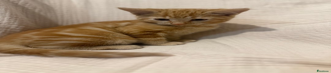 Mixed Breed Kitten 3