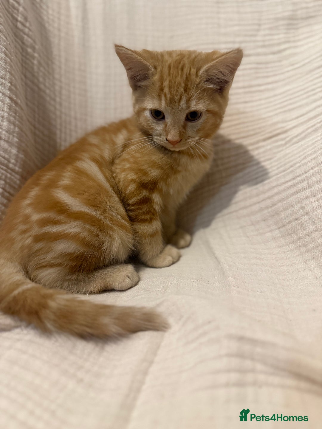 Mixed Breed cats for sale: 3 little girls - Image 9