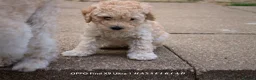 Miniature Poodle dogs for sale: Beautiful Miniature Apricot Poodle Puppy in Nottingham - Advert 6