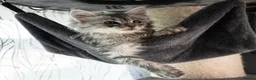 Maine Coon cats for sale: STUNNING PEDIGREE MAINE COON KITTENS - Advert 14