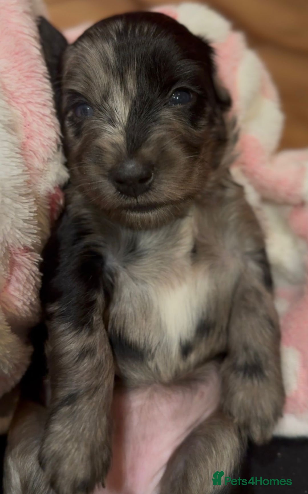 Cockapoo dogs for sale: Adorable F2 cockapoos - Advert 7