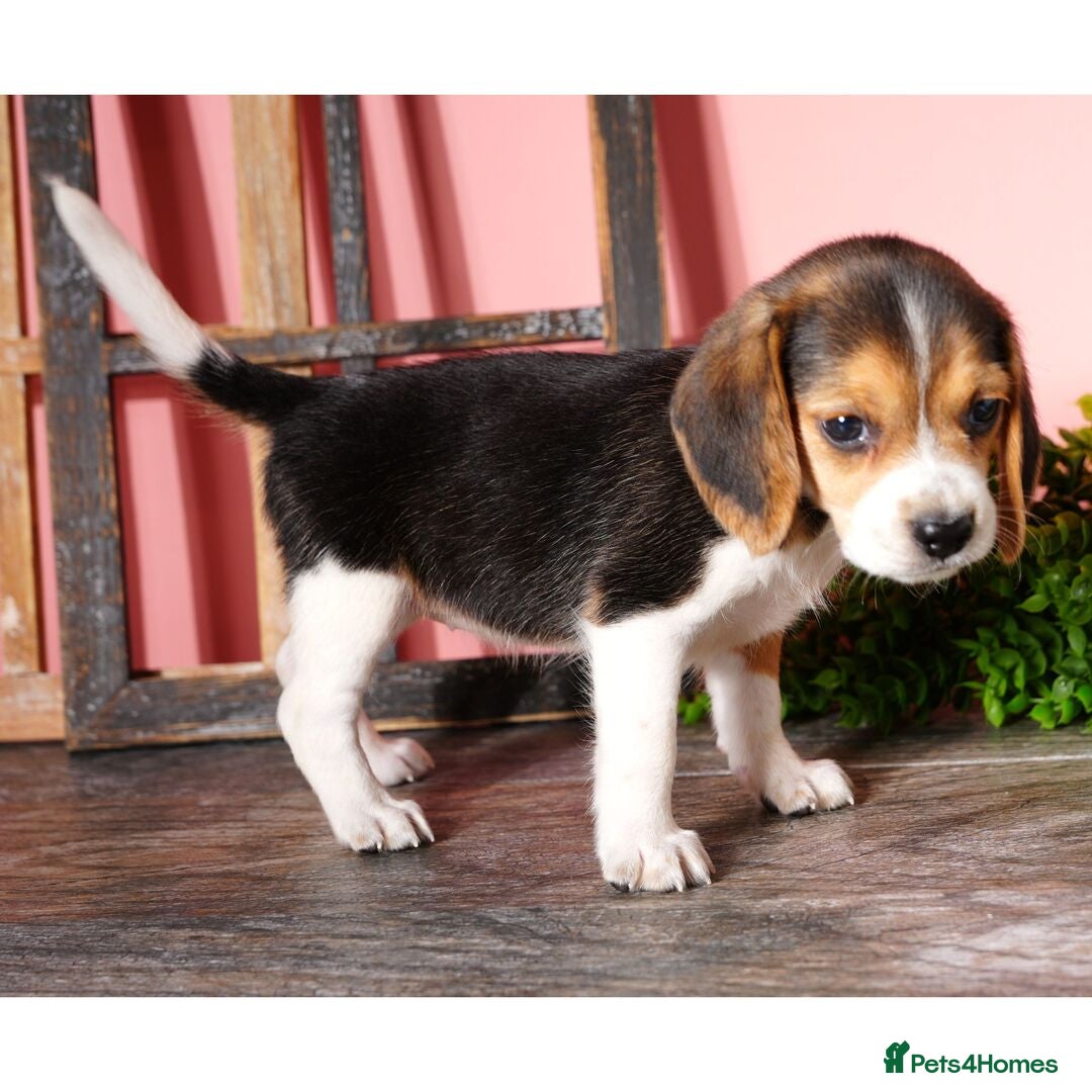 Beagle dogs for sale: Purebred Beagle Puppies - Ready Now! - Image 2