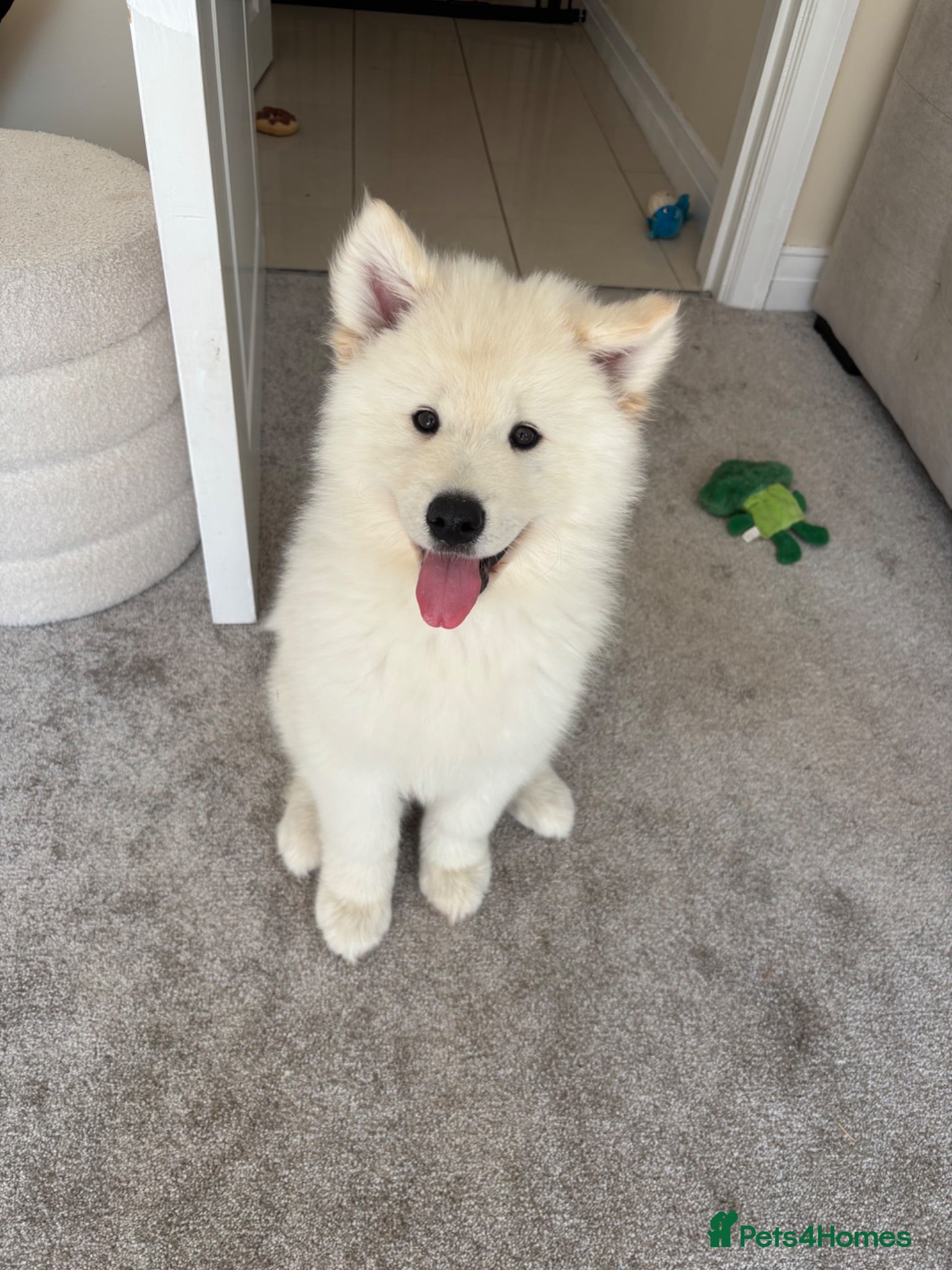 Samoyed dogs Adorable Samoyed male puppy  - Advert 3