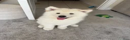 Samoyed dogs for sale: Adorable Samoyed male puppy  - Advert 1