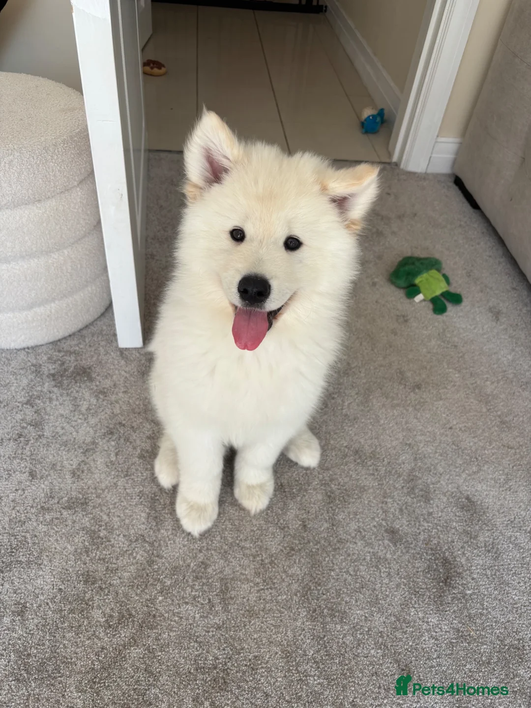 Samoyed dogs for sale: Adorable Samoyed male puppy  - Advert 1