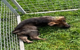 German Shepherd dogs for sale: German Shepherd Pups  - Image 14