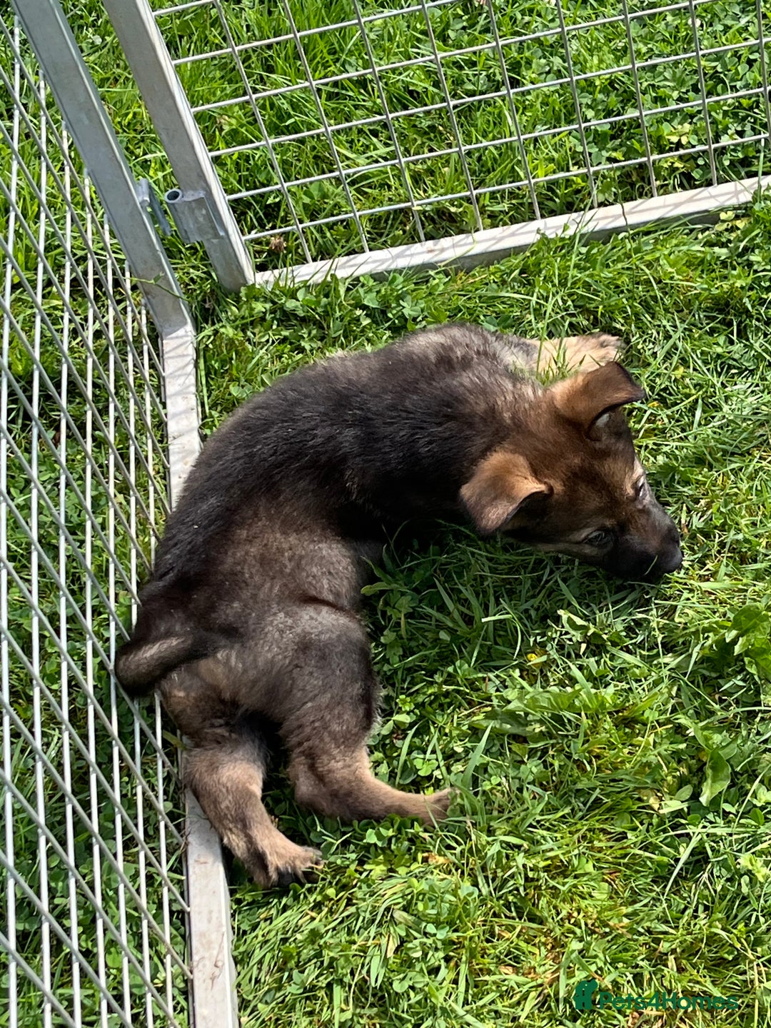 German Shepherd dogs for sale: German Shepherd Pups  - Image 14
