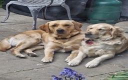 Goldador dogs for sale: Gorgeous Golden Retriever Puppies  - Image 2