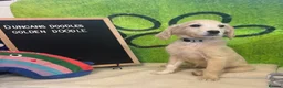 Goldendoodle dogs for sale: F2 Goldendoodles  - Advert 4