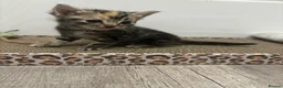 Mixed Breed cats for sale: Beautiful Kittens Looking for Their Forever Homes - Advert 12