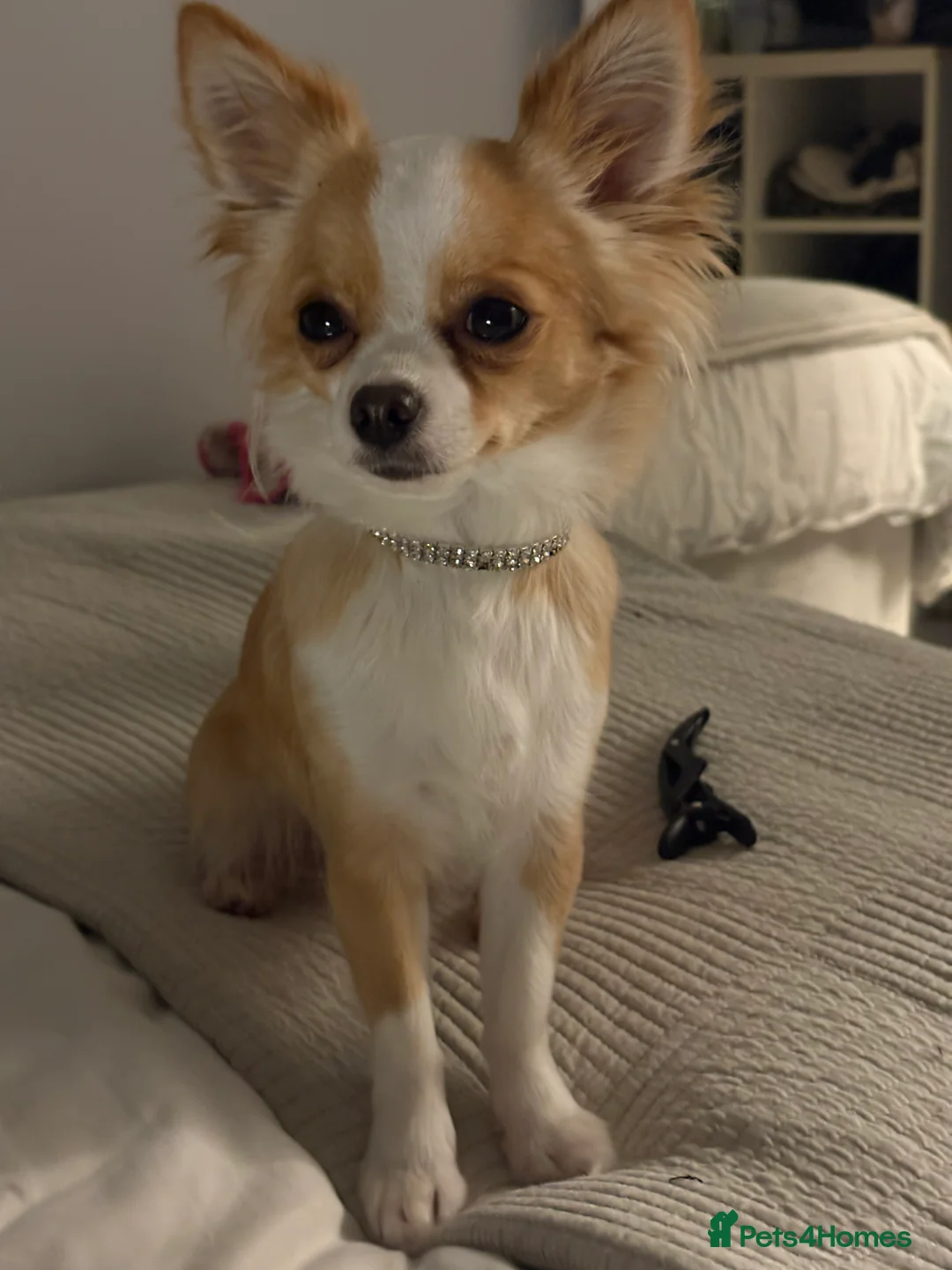 Chihuahua dogs for stud: Mila for stud: Chihuahua X 1/4 Jack Russell in Deal - Advert 2