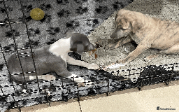 Whippet dogs for sale: Whippet puppies Northamptonshire - Image 9