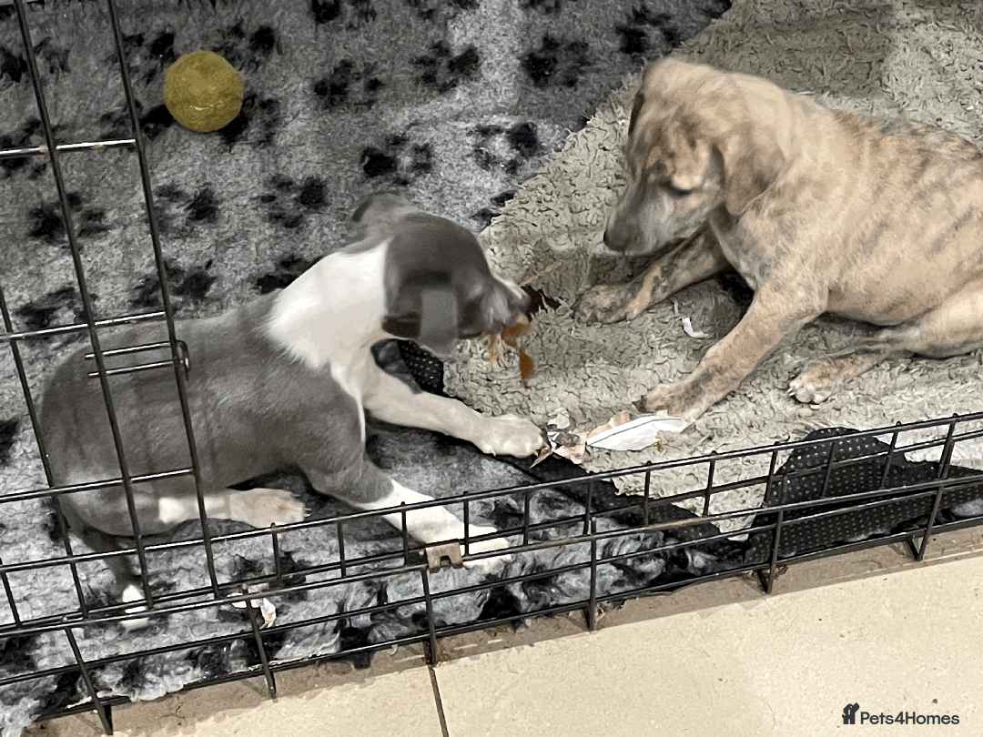 Whippet dogs for sale: Whippet puppies Northamptonshire - Image 9
