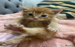 Scottish Fold cats for sale: Scottish fold/straight kittens  - Image 7