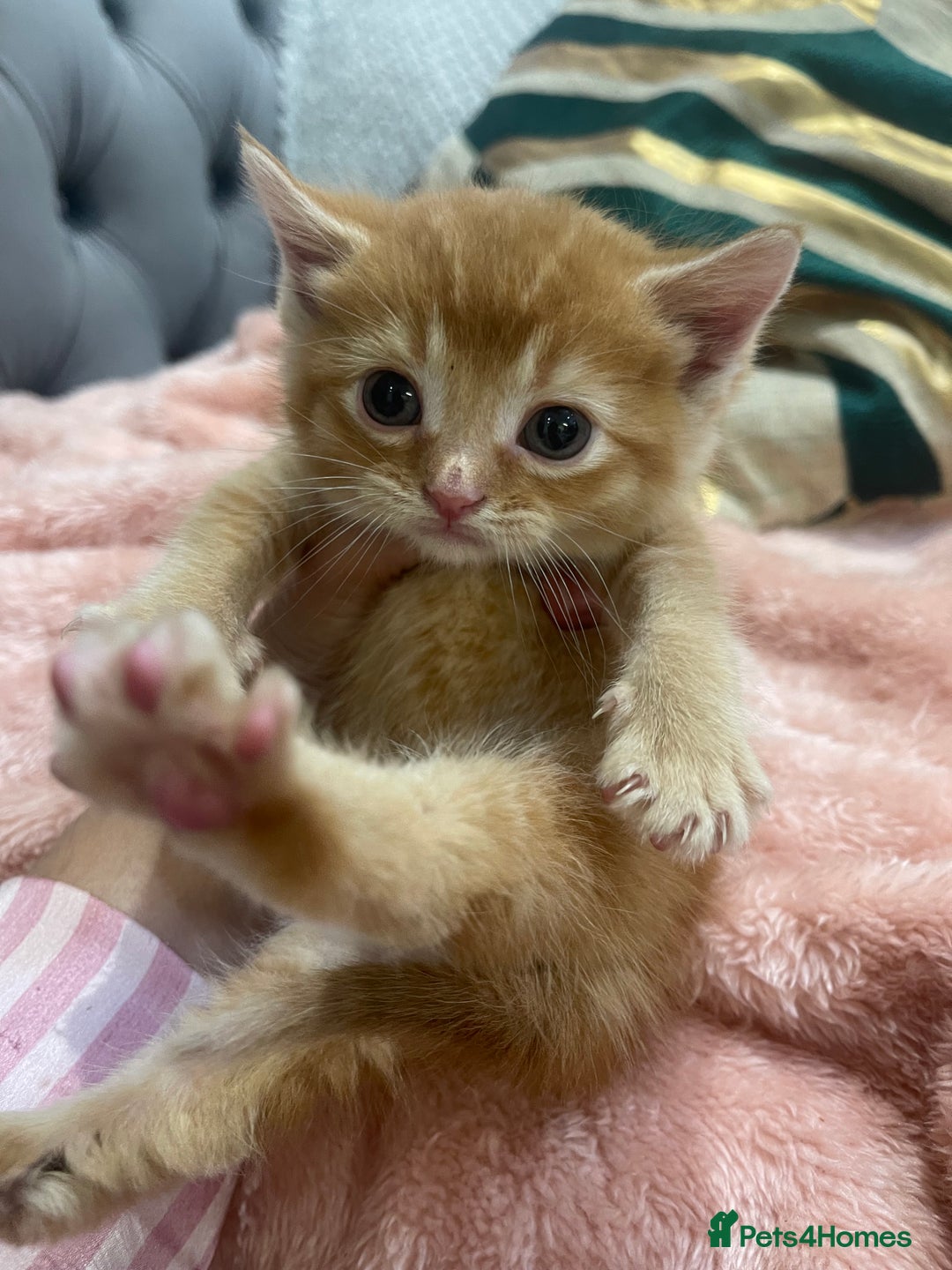 Scottish Fold cats for sale: Scottish fold/straight kittens  - Image 7