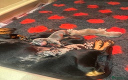 Miniature Dachshund dogs for sale: Miniature Dachshund puppies  - Image 2