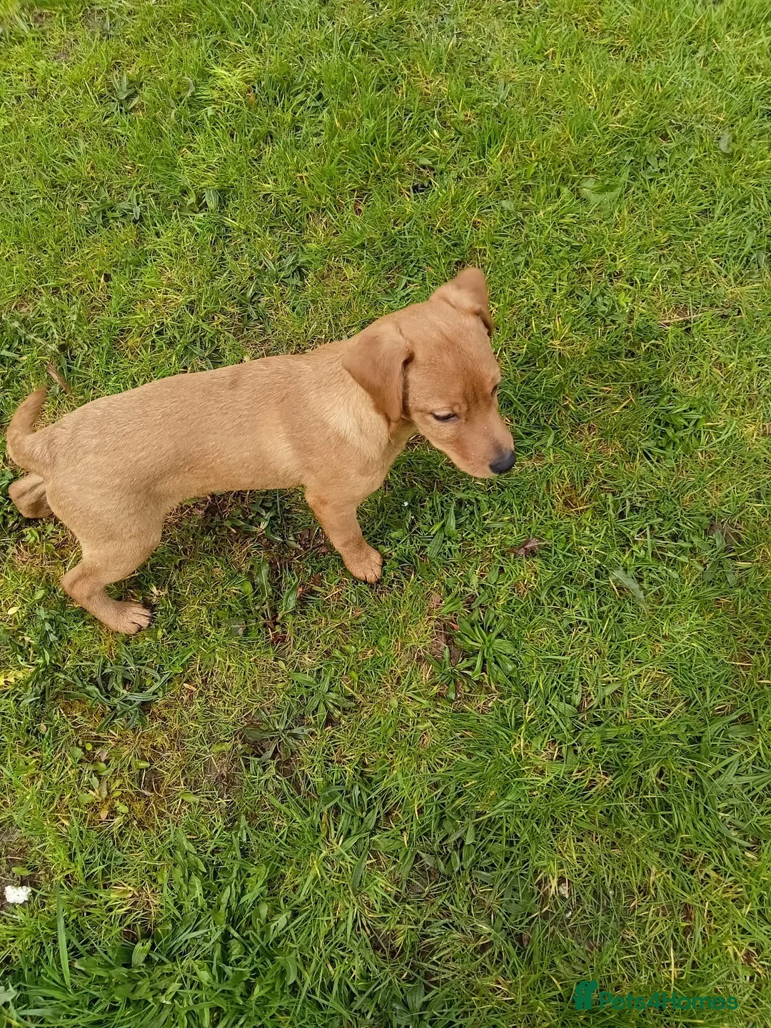 Labrador Retriever dogs for sale: two amazing labrador puppies  in Kilmarnock - Advert 1