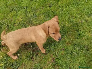 Labrador Retriever dogs two amazing labrador puppies - Advert 5