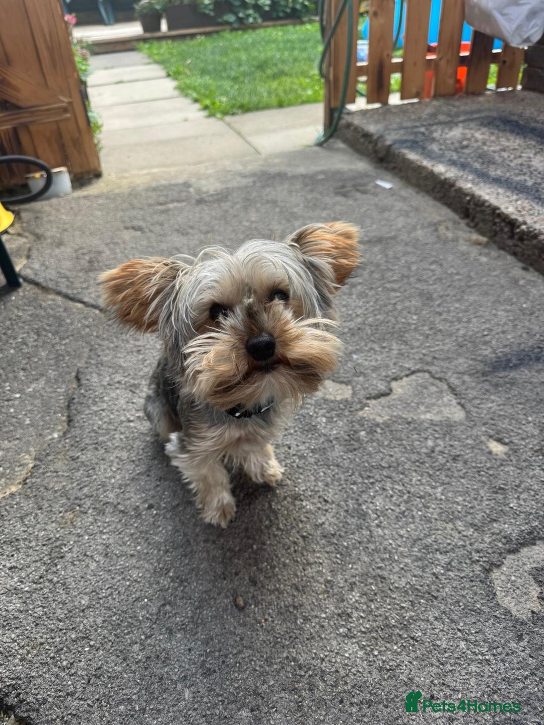 Yorkshire Terrier dogs for sale: Yorkshire terriers puppy's  - Image 11