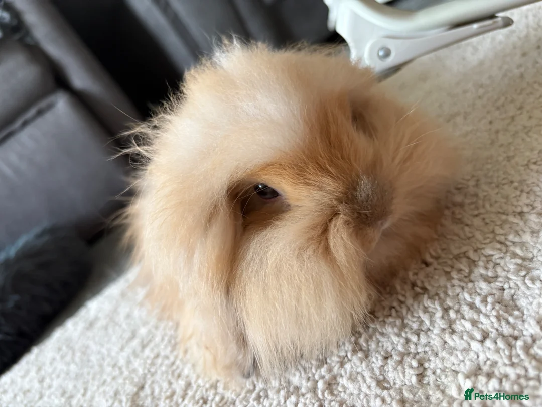 Angora rabbits for sale: Beautiful teddywidder buck for sale  - Advert 1