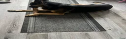 Mixed Breed dogs for sale: Male Belgian shepherd dog, free, free - Advert 4