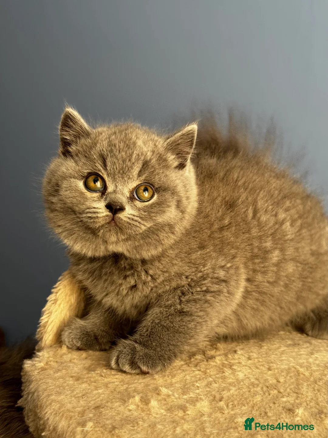British Shorthair cats for sale: *READY SOON* BRITISH SHORTHAIR KITTENS🐱🩶 - Advert 5