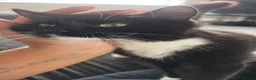 Mixed Breed cats for sale: weaverham  - Advert 1