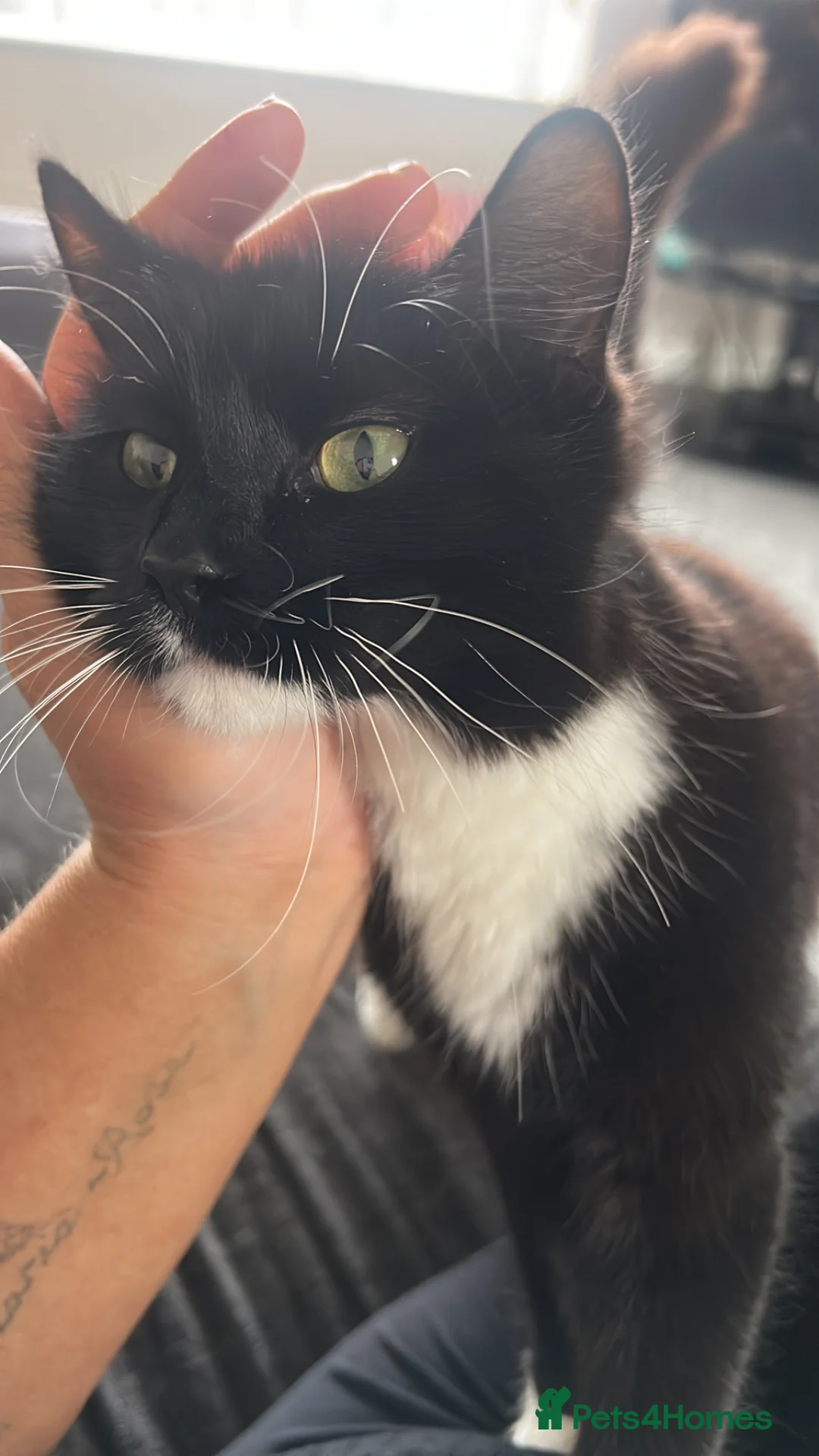 Mixed Breed cats for sale: weaverham  - Advert 1
