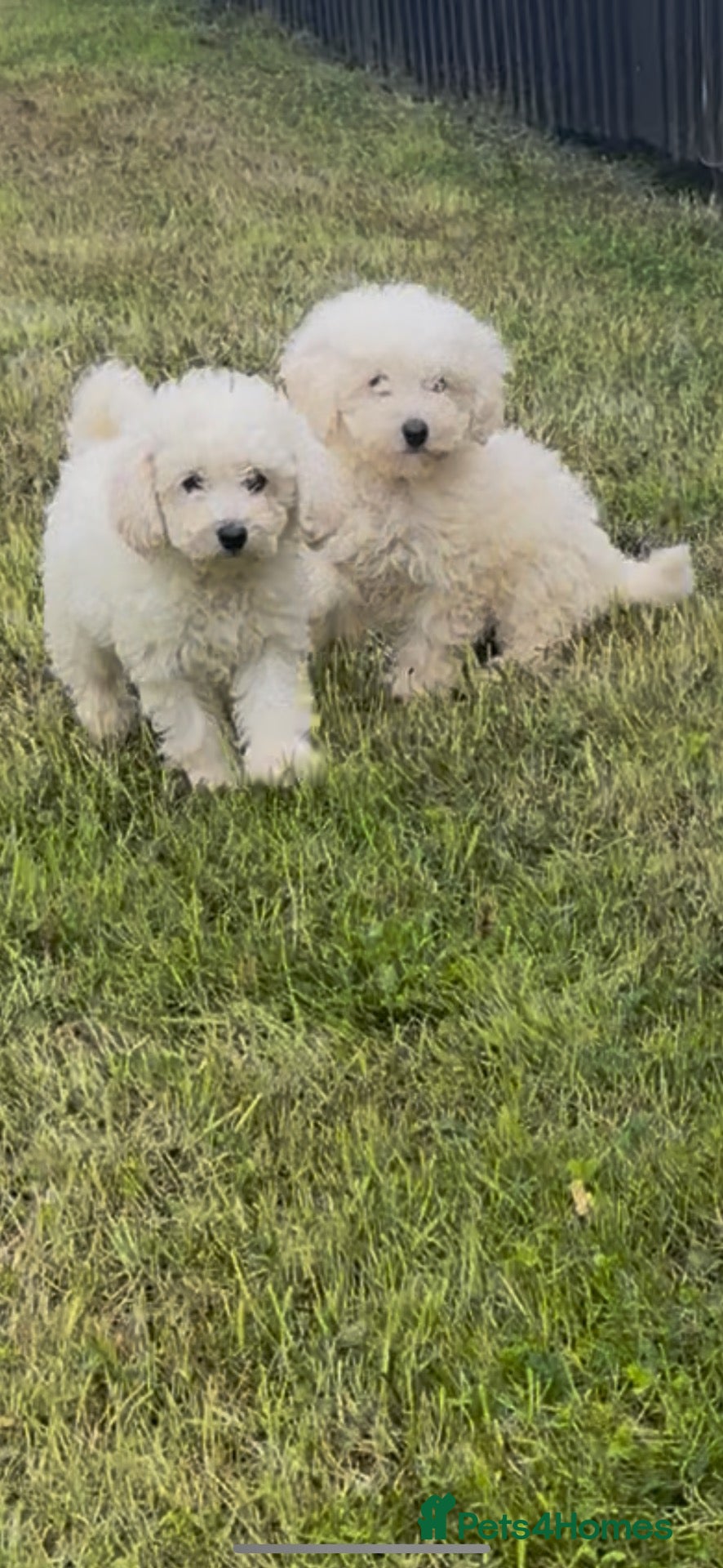 Miniature Poodle dogs Beautiful pure white mini poodles for sale!!! - Advert 2