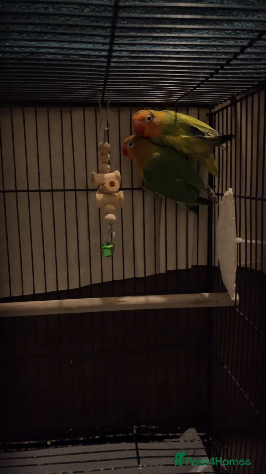 Lovebirds birds for sale: LOVEBIRDS+CAGE(open to reasonable offers) - Advert 7